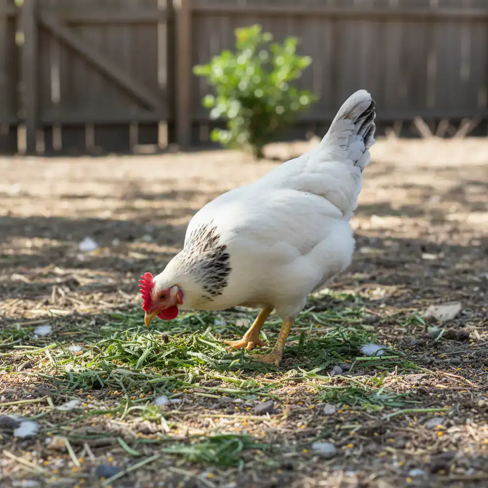 Leghorn cross hen actively foraging